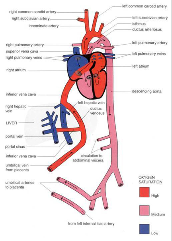 Fetal Circulation Pathway