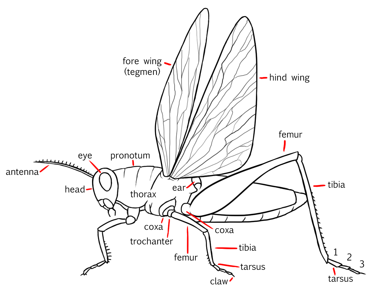 Trochanter Insect