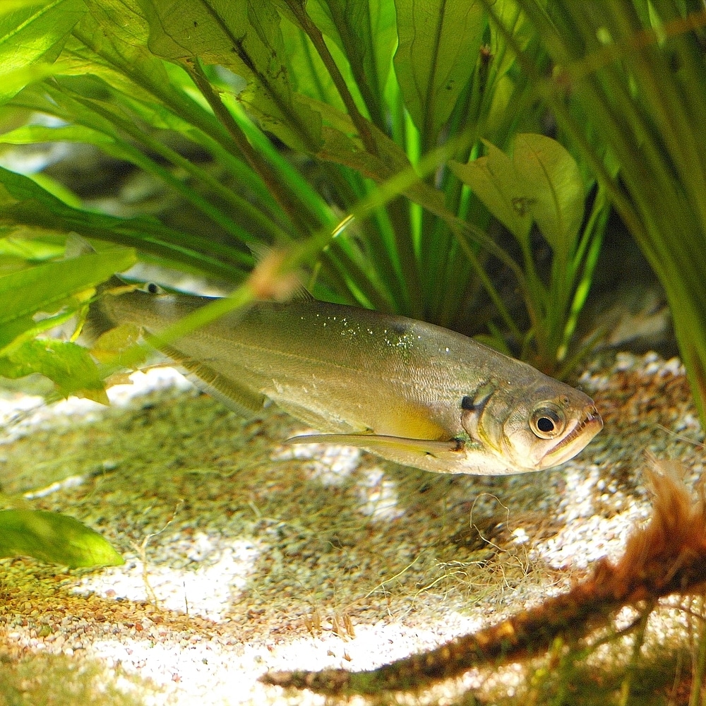 vampire tetra