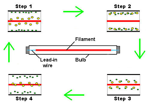 The Halogen Cycle