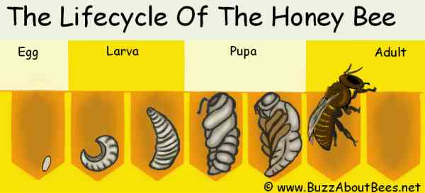 Bee Life Cycle Diagram