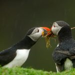 Puffin Sharing