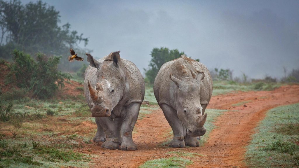 Rhinos Oxpecker