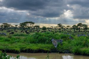 Safari Savannah