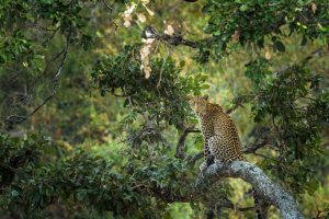 Kruger Leopard