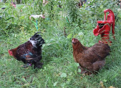 Partridge Cochin Bantam