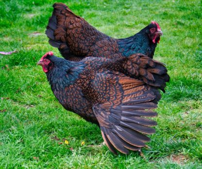 Barnevelder Chicken