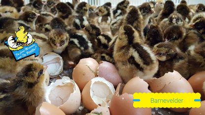 Barnevelder Chicks