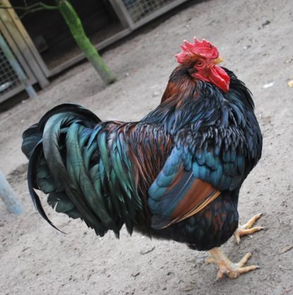 Barnvelder Rooster