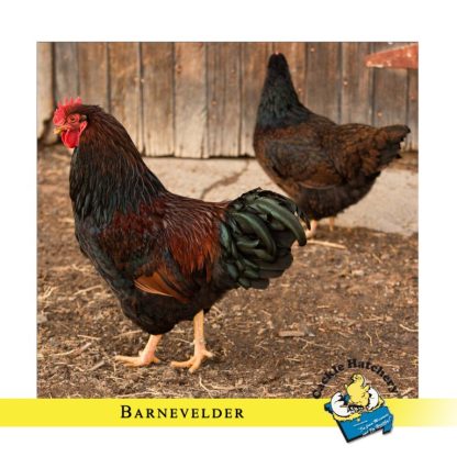 Barnevelder Chicken