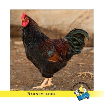 Barnevelder Chicken