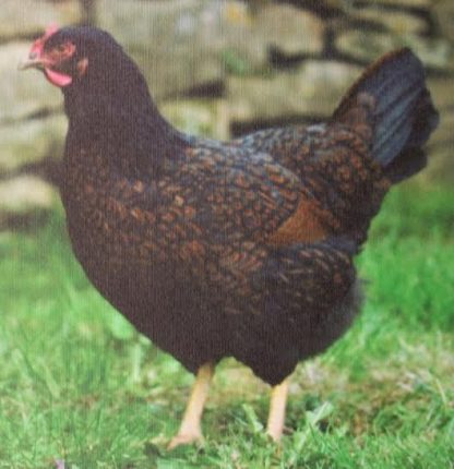 Barnevelder Hen Chicken