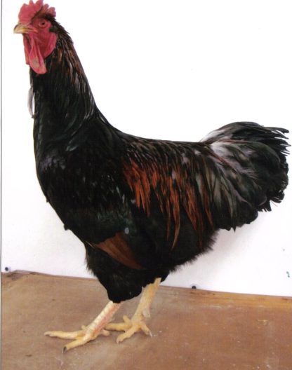 Barnevelder Rooster Chicken