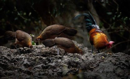 Red Jungle Fowl Chicken