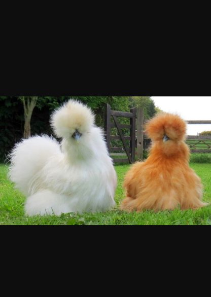 Silkie Bantam Special