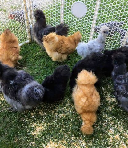 Silkie Bantam Special