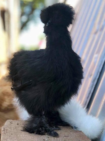 Silkie Bantam Special