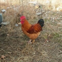 French Black Tail Buff Marans Chicken