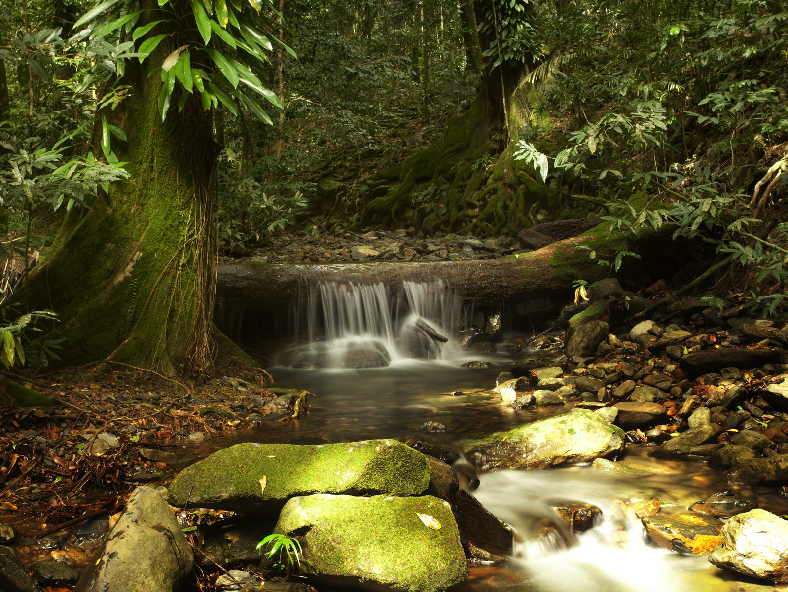 Daintree rainforest