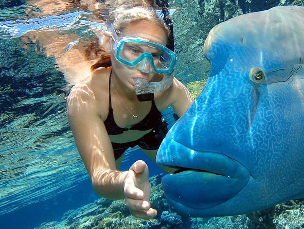 Snorkeling barrier reef