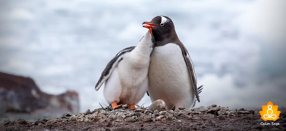 Penguin Pebbling