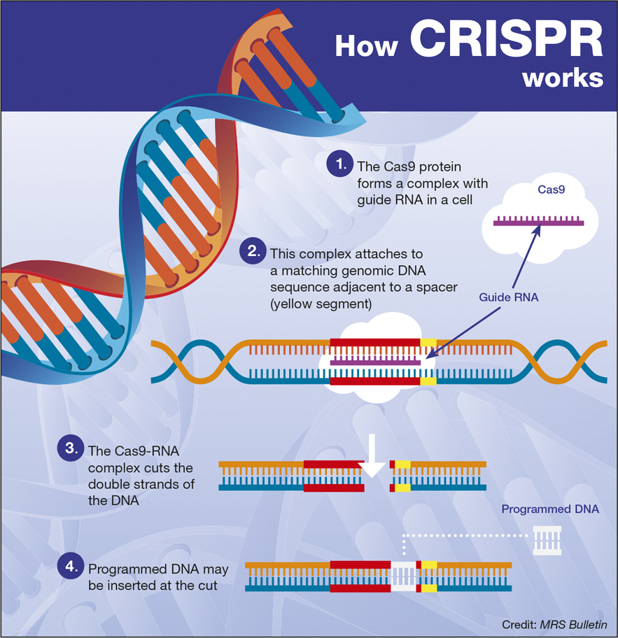 CRISPR lo vuelve hacer y se perfila una gran revolucion medica en pocos ...