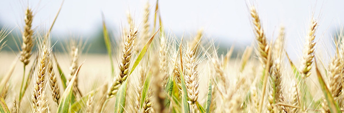 Closeup shot of wheat in field