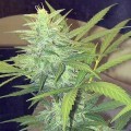 Skunk (John Sinclair Seeds)