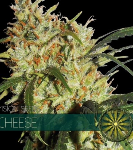 Cheese (Vision Seeds)