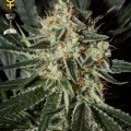 Cheese (Greenhouse Seeds)