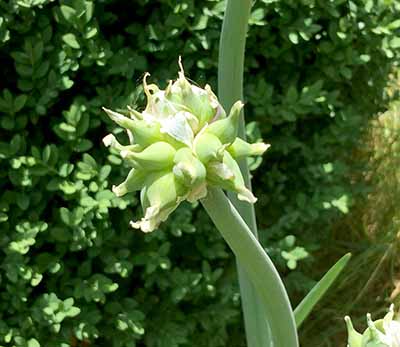 Egyptian walking onion