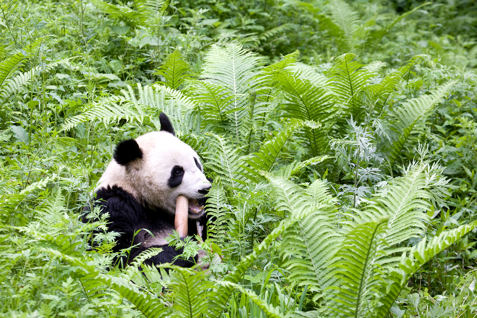 Giant Panda In Natural Habitat