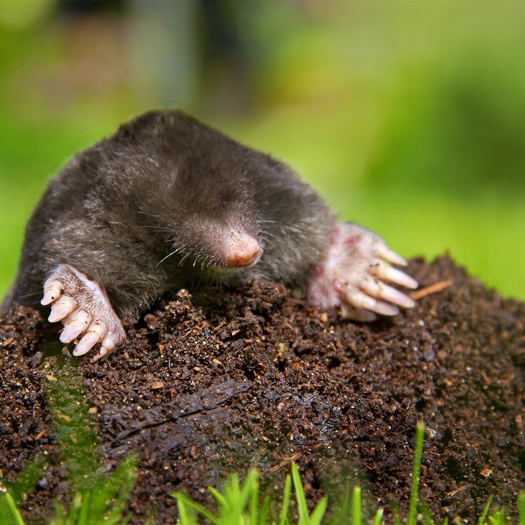 How Do You Get Rid Of Dog Moles