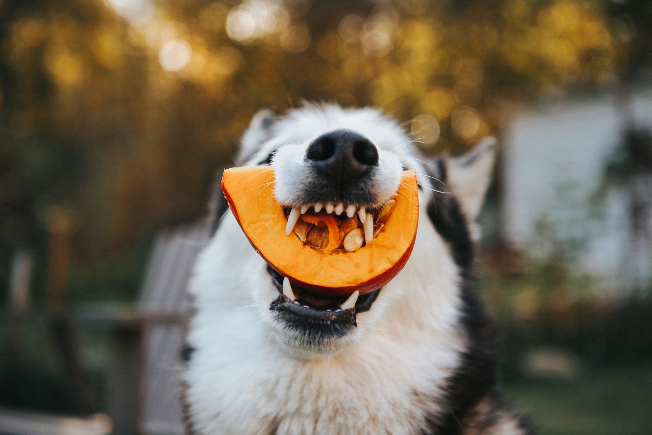 Best vegetables for dogs: Pick the perfect veggie for your dog’s health