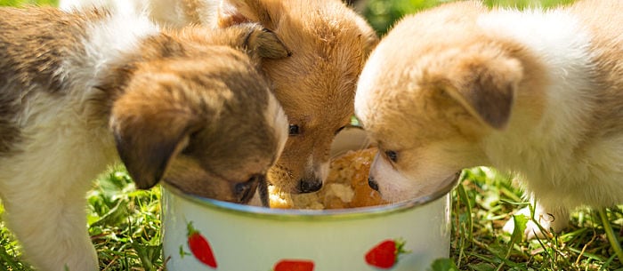 Creating a puppy feeding schedule