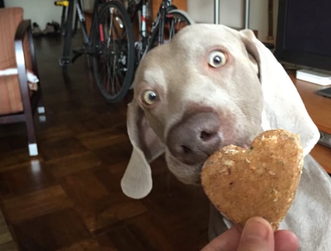 3 Treat Recipes Your Dog Will Love