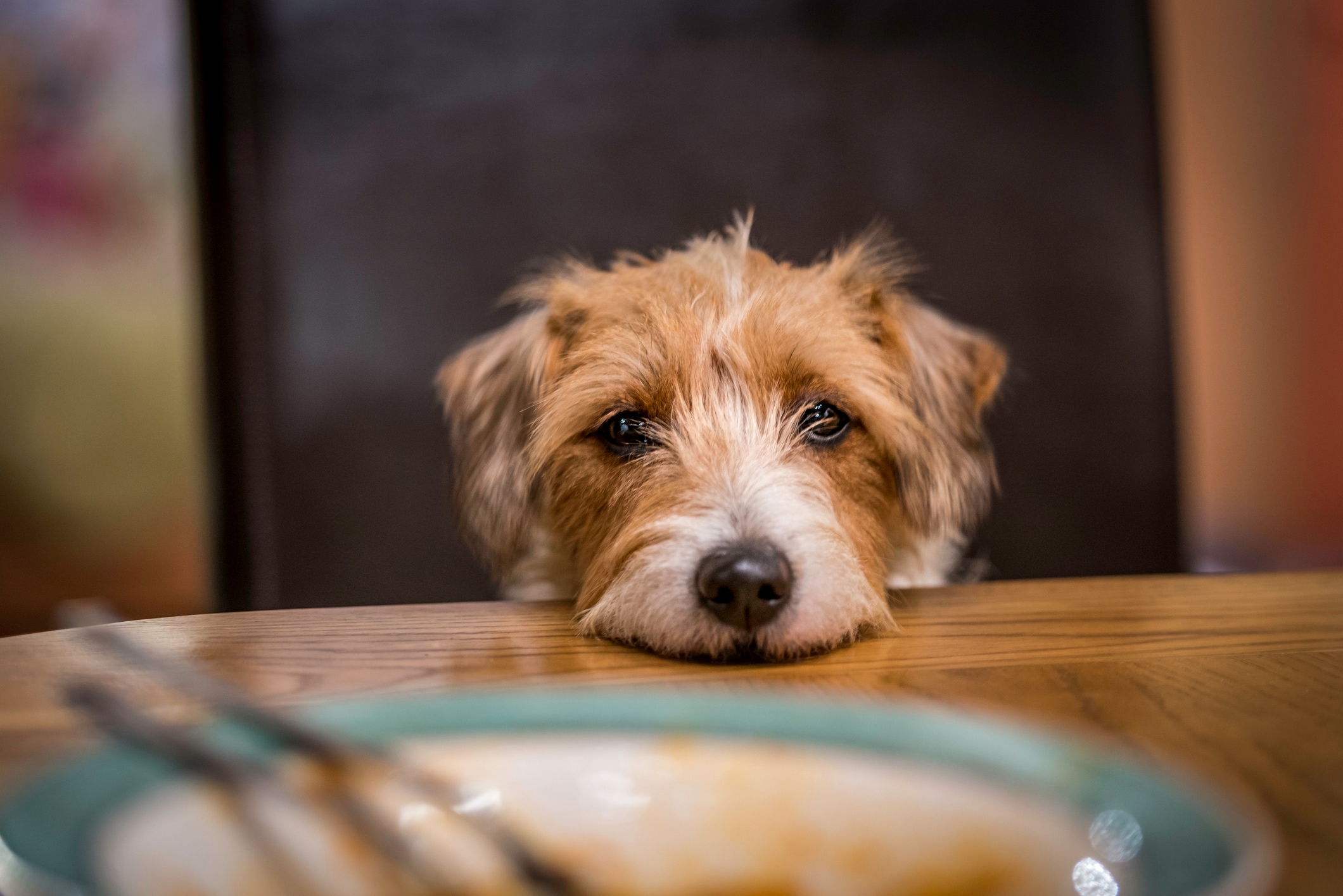 What can dogs eat on Thanksgiving?