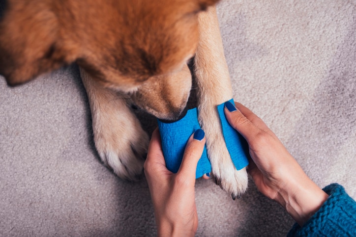 Pet CPR and first aid: The benefits of getting certified