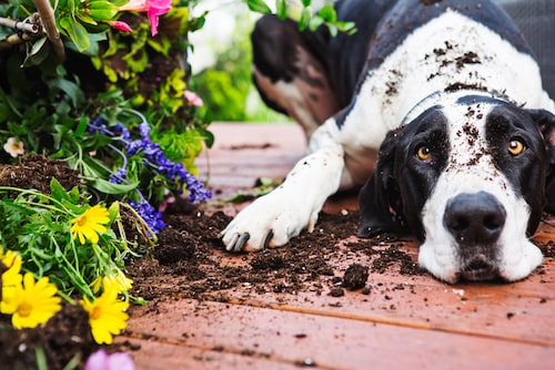 Why do dogs dig holes? Here are some of the top reasons