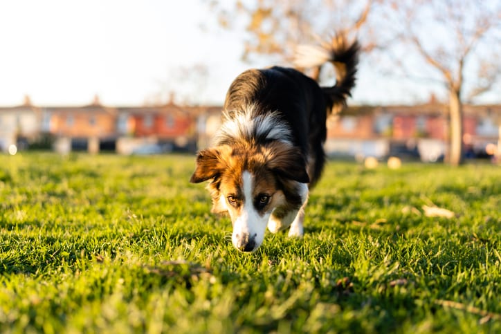 Why do dogs eat their own poop? The unexpected reasons, according to vets