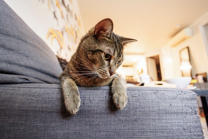 6 expert-approved alternatives to declawing a cat