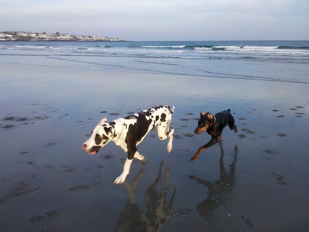 Mannerly Mutts Dog Training