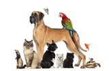 Pet Care of Metrowest