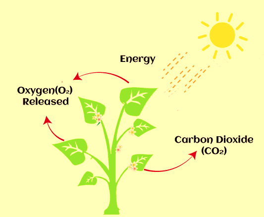 Nutrition: Definition, Types and their Functions_4.1