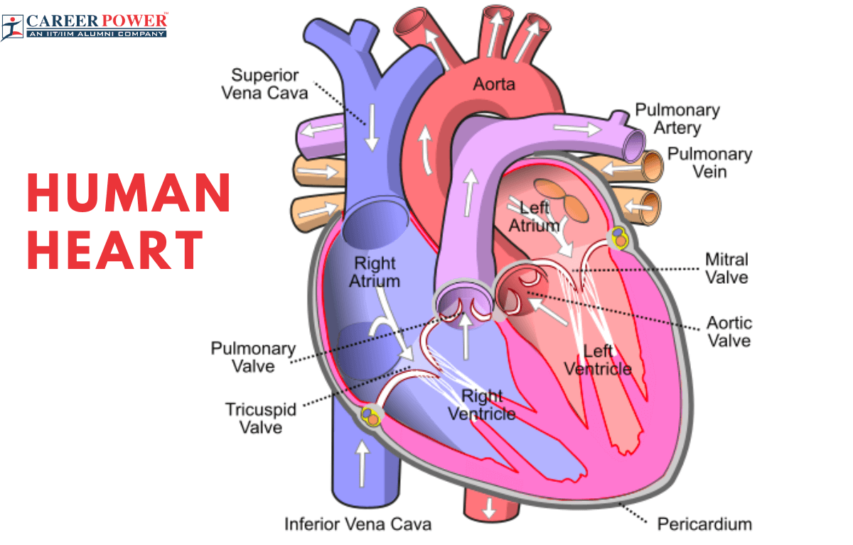 Human Heart Structure, Function, Diagram and Working