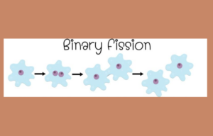 Binary Fission