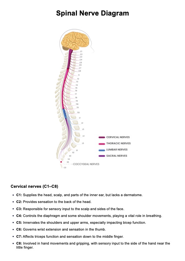 Spinal Nerves Chart Pdf - Infoupdate.org