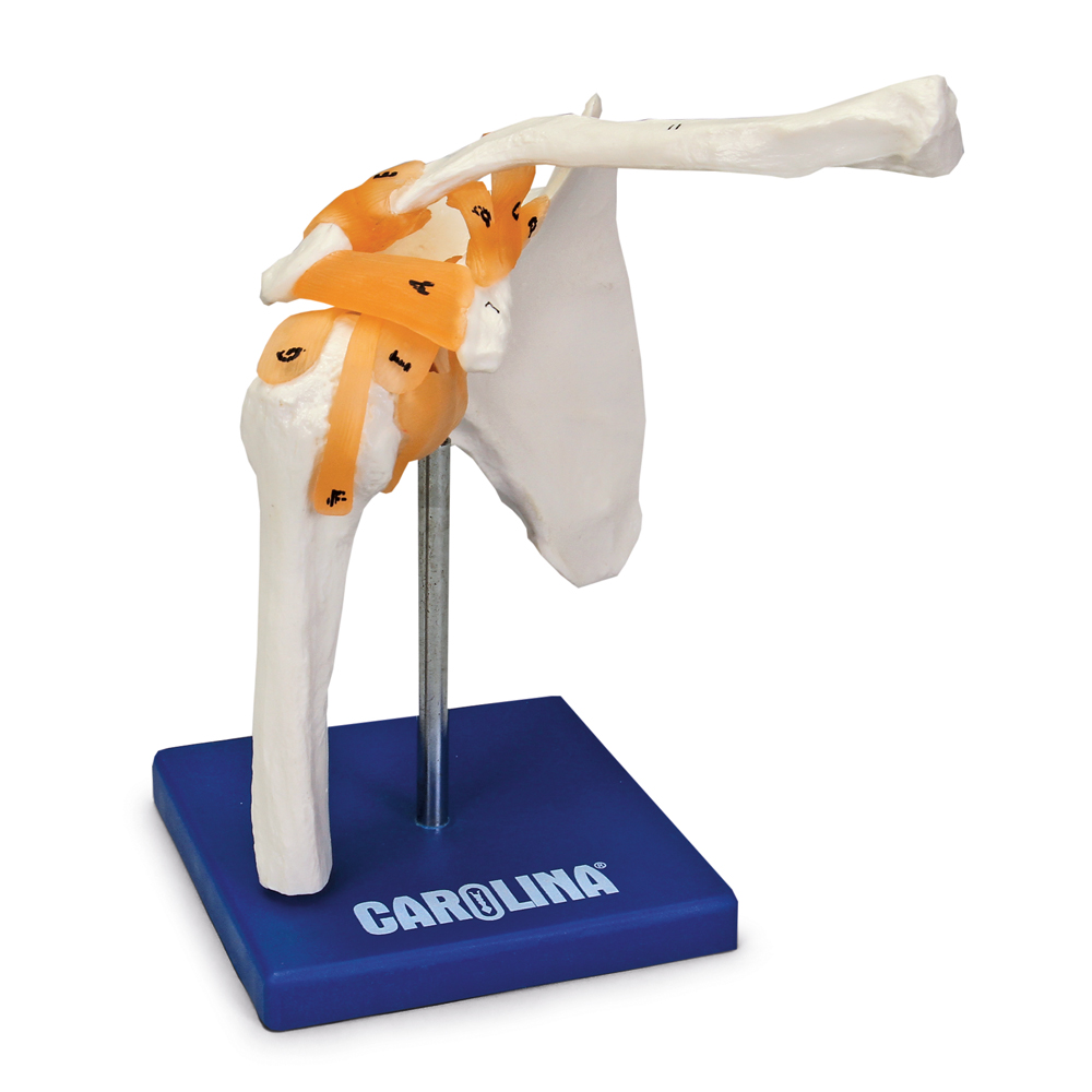 Carolina® Human Shoulder Joint Model | Carolina Biological Supply