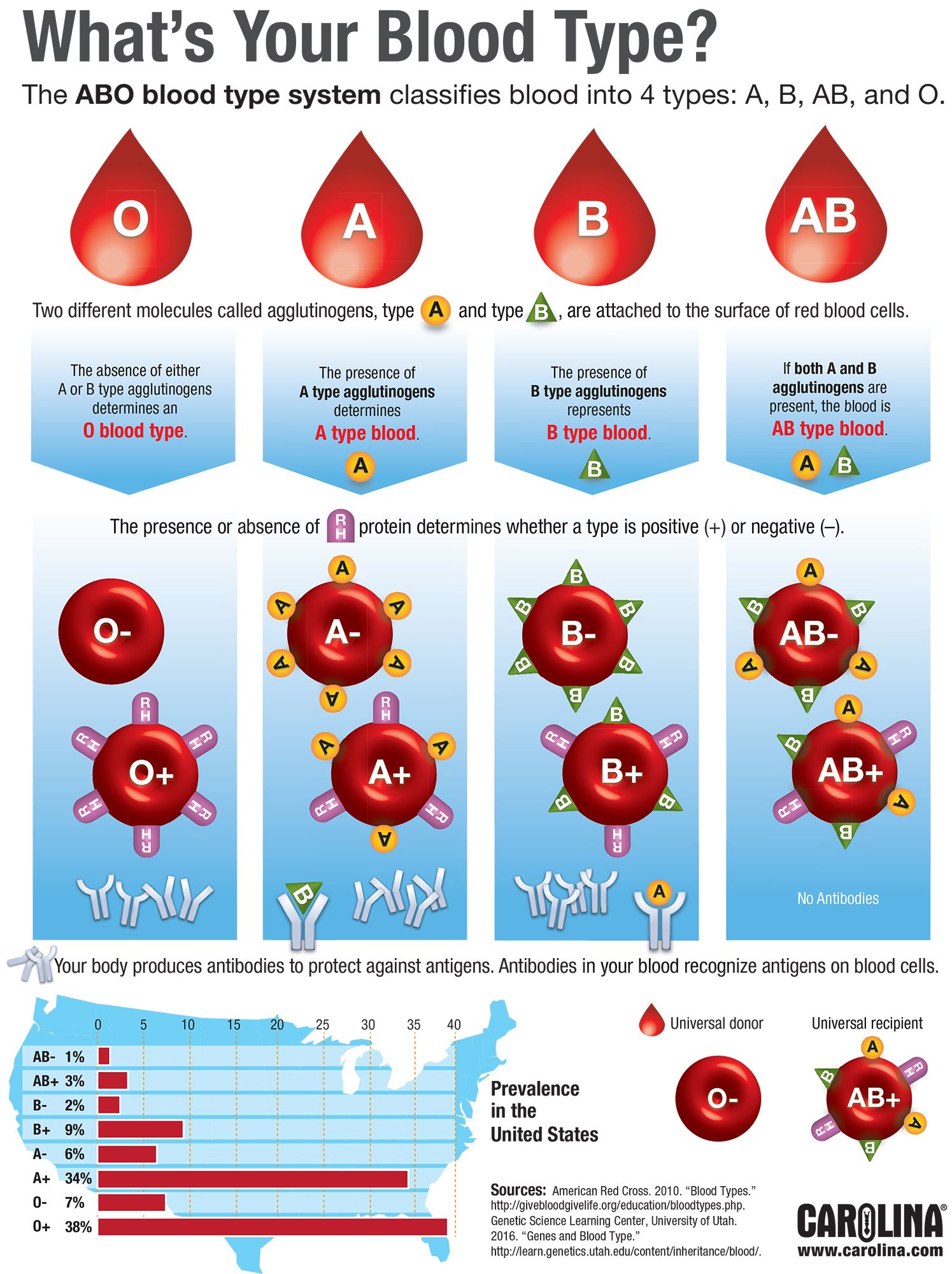 Blood Types Diagram Charts | Images and Photos finder