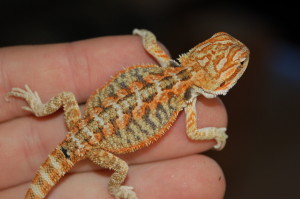 Female Rainbow Tiger